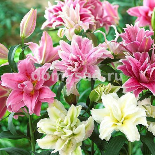 Лилия Roselily Смесь, 12/14, вост.махр., - 3шт