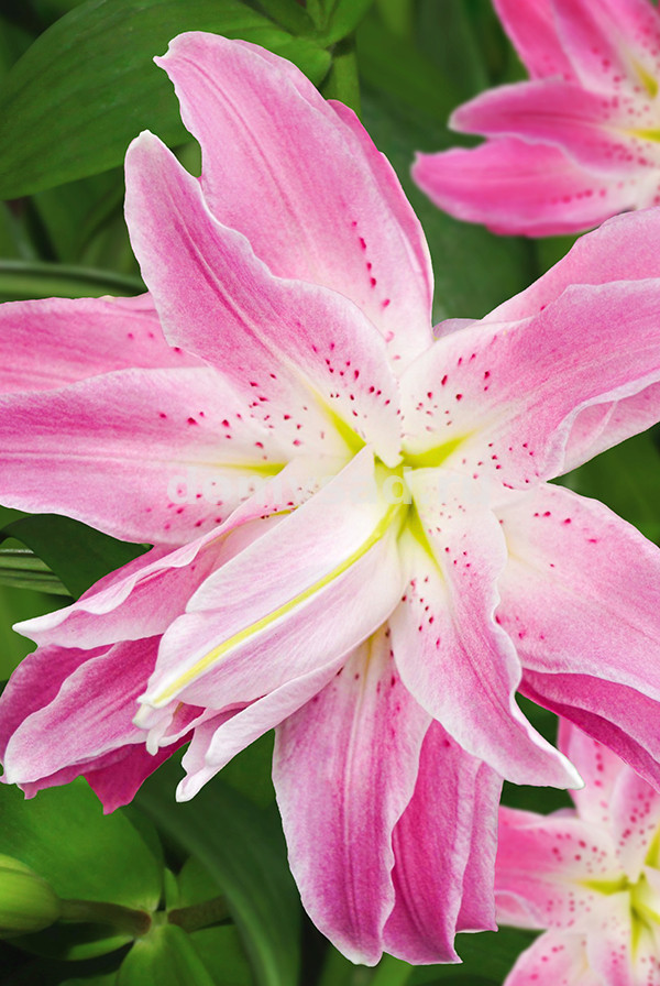 Лилия Лотус Спринг, 12/14, вост.махр., - 5шт