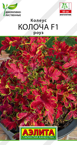 Колеус Колоча роуз F1 (Аэлита) Ц