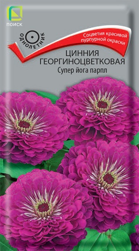 Цинния георгиноцветковая Супер йога парпл (Поиск) Ц