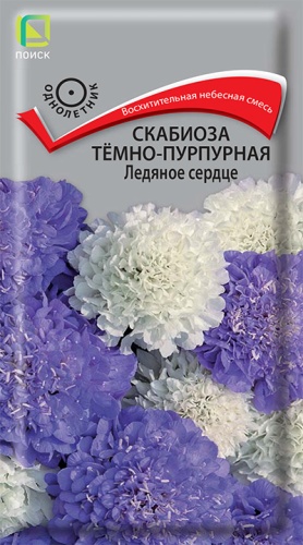 Скабиоза темно-пурпурная Ледяное Сердце (Поиск) Ц