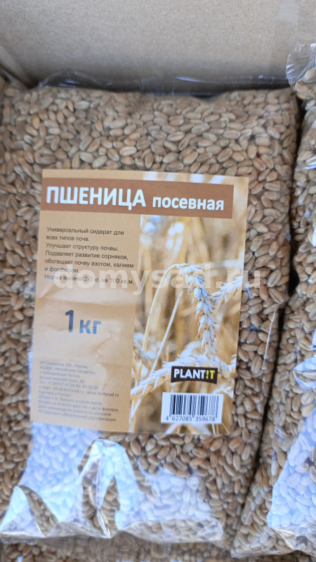 ПШЕНИЦА посевная 1кг.сидерат.пакет /16/PLANT!T