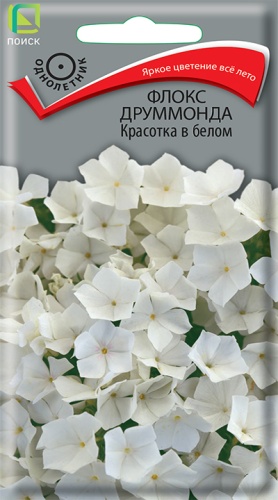 Флокс друммонда Красотка в белом (Поиск) Ц