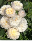 Роза Флорибунда "Леди Романтика" (ЗКС) ЖИЛЯК