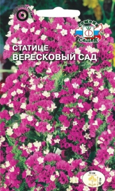 Статице Вересковый Сад (густо-роз) (Седек) Ц