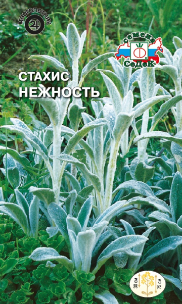 Стахис Нежность (византийский) (Седек) Ц