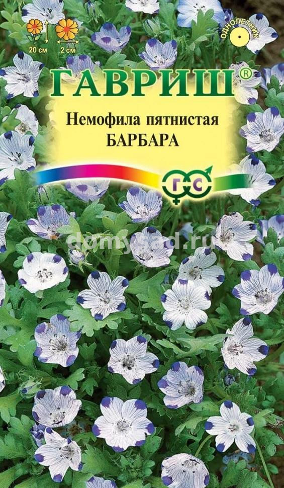 Немофила Барбара пятнистая (Гавриш) Ц