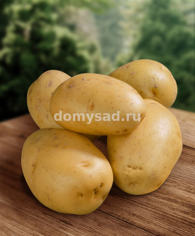 Картофель семенной "ПРАЙМ" сетка 5кг (желтый, среднеспелый столовый сорт, 100 – 110 дней от всходов