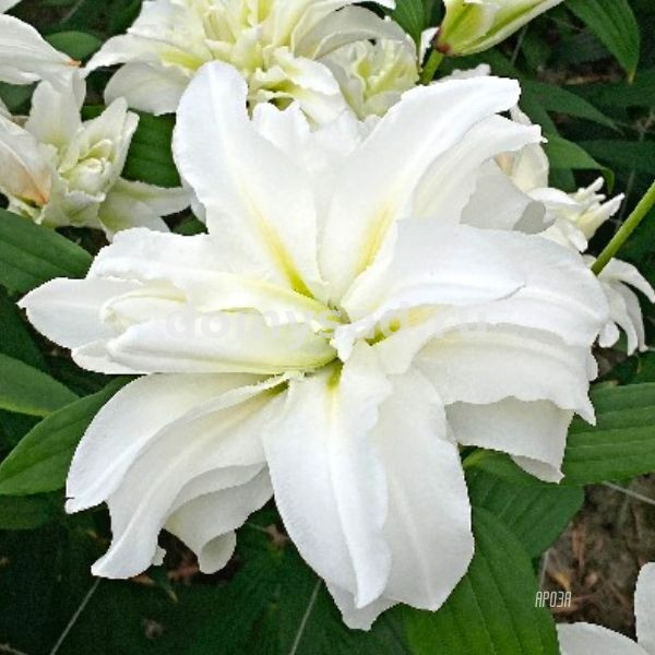 Лилия Ароза, 13/14, вост.махр., - 5шт