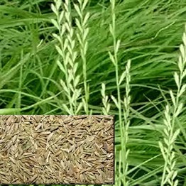 РАЙГРАС Однолетний Рапид мешок 30кг. (цена за 30кг.)