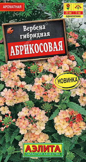 Вербена Абрикосовая (Аэлита) Ц