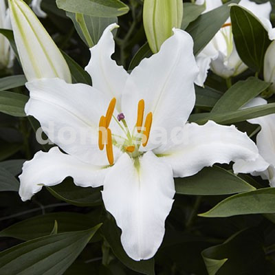 Лилия Фулл Мун, 13/14, вост., - 5шт