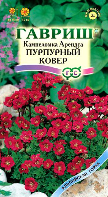 Камнеломка Арендса Пурпурный ковер 0,01гр. (Гавриш) Ц