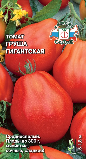 т.Груша Гигантская (Седек) Ц