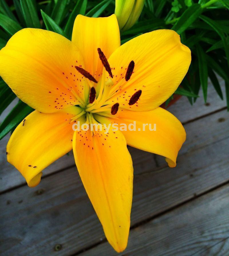 Лилия Тайни Рейнджер, 10/12, аз.низк., - 7шт