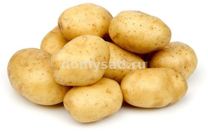 Картофель семенной "ГАЛА" 5кг. сетка (среднеранний 70 - 80 дней мякоть желтая высокоурожайная)