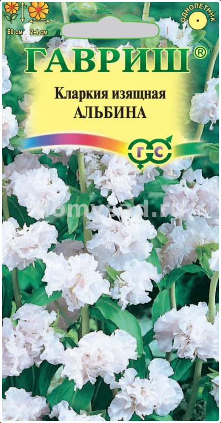 Кларкия изящная Альбина (Гавриш) Ц