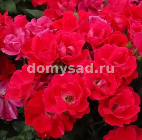 Роза Шраб "Нокаут" (ЗКС) ЖИЛЯК