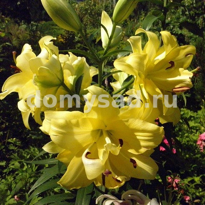 Лилия Экзотик Сан, 12/14, ОТ махр., - 5шт