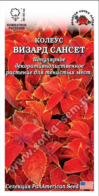 Колеус Визард Сансет (Золотая Сотка) Ц