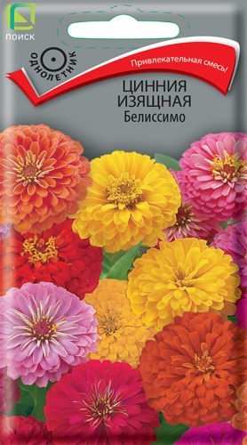 Цинния изящная Белиссимо (Поиск) Ц