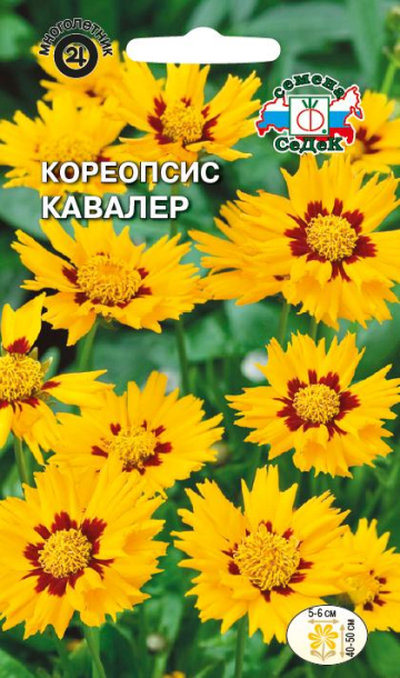 Кореопсис Кавалер ланцетовидный золотисто-желтый (Седек) Ц