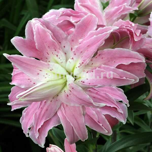 Лилия Лотус Элеганс, 12/14, вост.махр., - 5шт