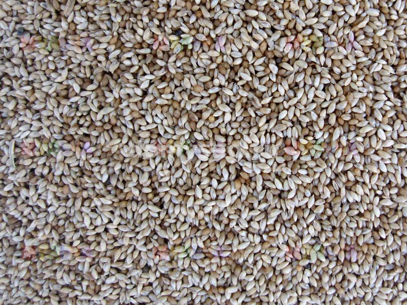 Тимофеевка Луговая мешок 40кг. (цена за 40кг.)