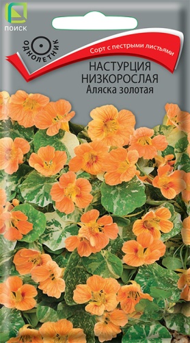 Настурция Аляска золотая низкорослая (Поиск) Ц