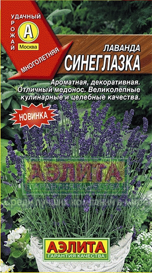 Лаванда Синеглазка (Аэлита) Ц