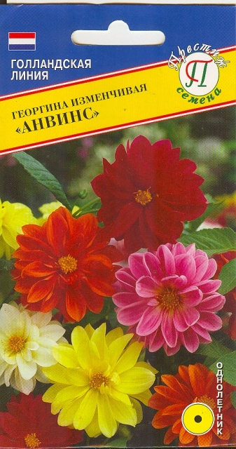 Георгина изменчивая Анвинс (РС-1), 20 шт, (Престиж Семена)Ц