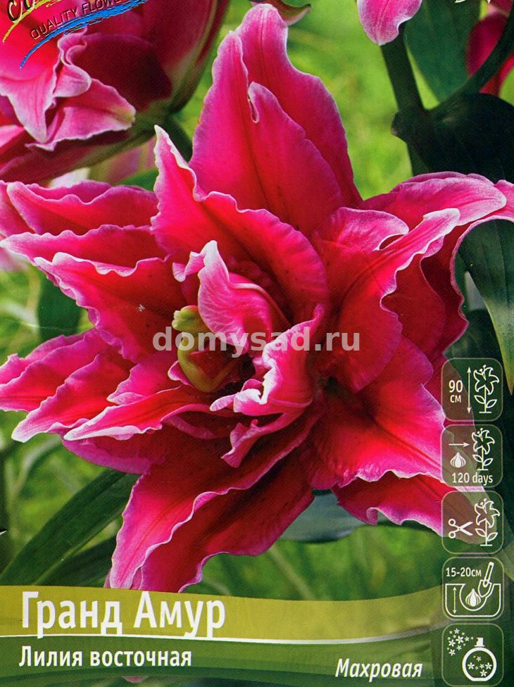 Лилия Гранд Амур, 12/14, вост.махр., - 5шт