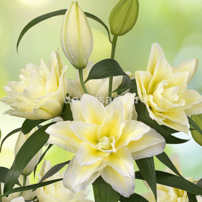 Лилия Roselily Людвина, 12/14, вост.махр., - 5шт