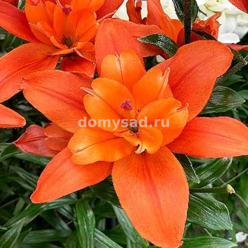 Лилия Форехэнд, 12/14, ЛА махр., - 5шт