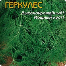 Укроп Геркулес (вес.цена за 1кг.) Польша