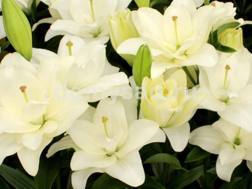 Лилия Бельведер, 12/14, ЛА махр., - 5шт