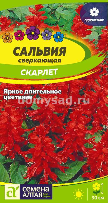 Сальвия Скарлет Сверкающая (Семена Алтая)Ц