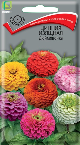 Цинния изящная Дюймовочка (Поиск) Ц