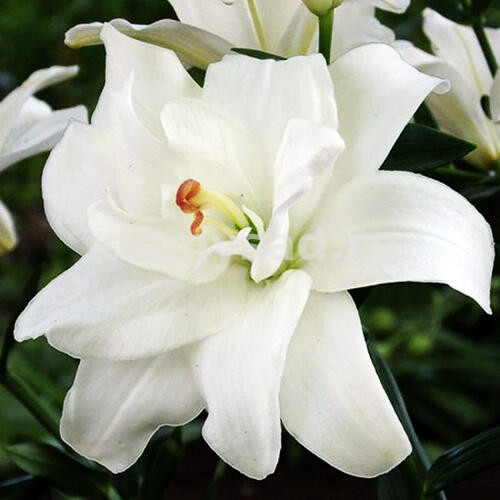 Лилия Аннамари Дрим, 12/14, аз.махр., - 5шт