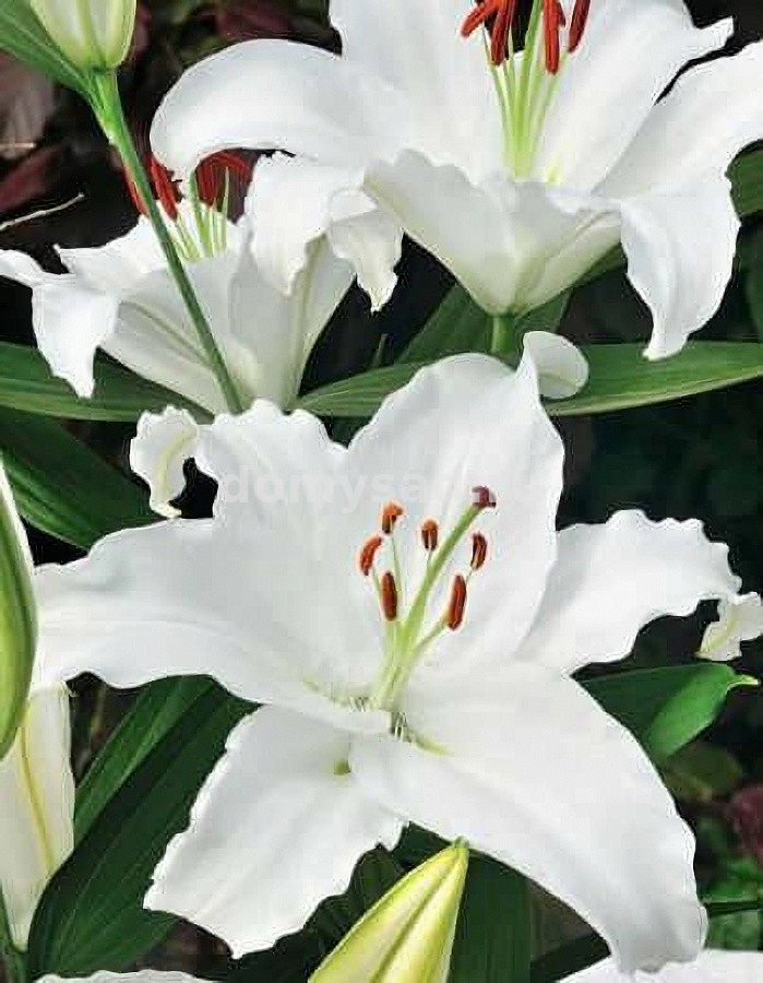 Лилия Астериан, 12/14, вост., - 5шт