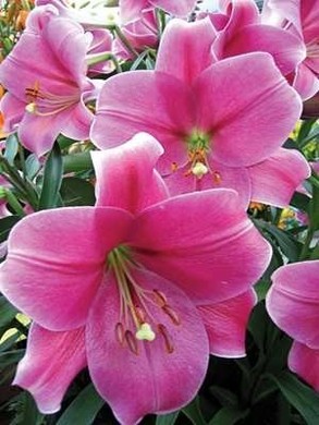 Лилия Пинк Хевен, 12/14, ЛО, - 5шт