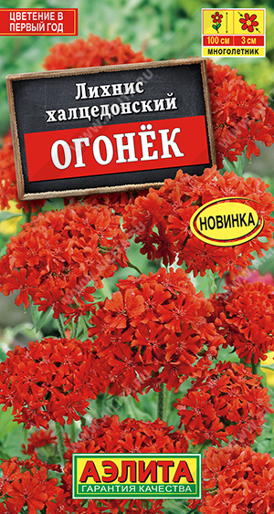 Лихнис Огонек (Аэлита) Ц