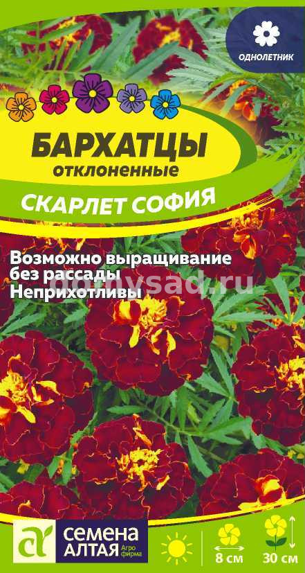 Бархатцы Скарлет София махровые (Семена Алтая) Ц