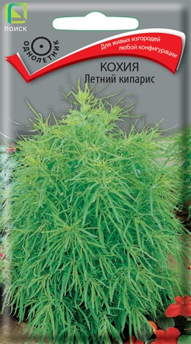 Кохия Летний кипарис (Поиск) Ц