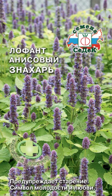 Лофант анисовый Знахарь (Седек) Ц