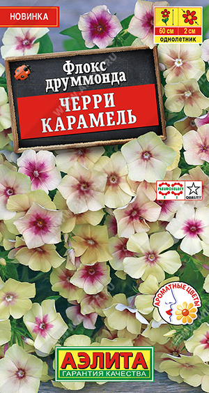 Флокс друммонда Черри Карамель (Аэлита) Ц