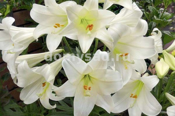 Лилия Уайт Си, 12/14, лонг., - 5шт