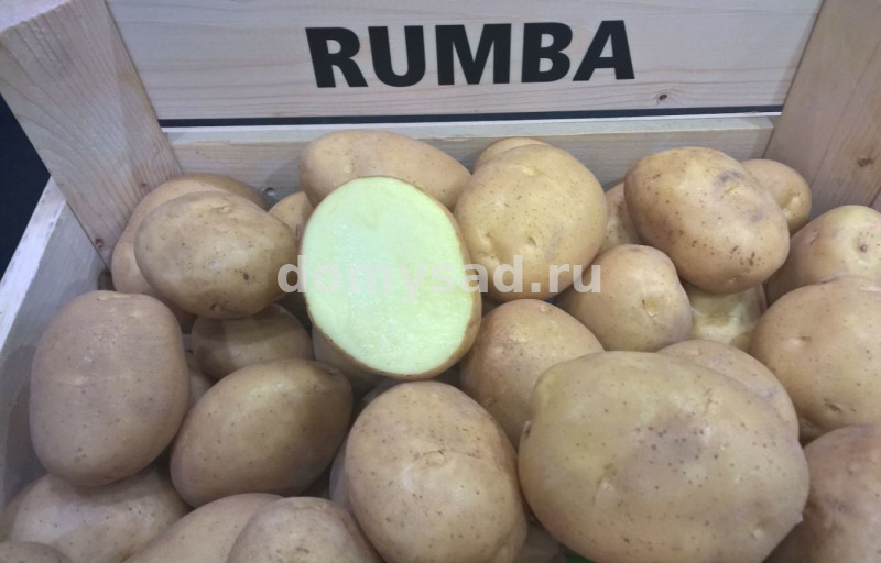 Картофель семенной "РУМБА" сетка 4кг. (желтый, среднеранний 65-75дней, высокоурожайный сорт)